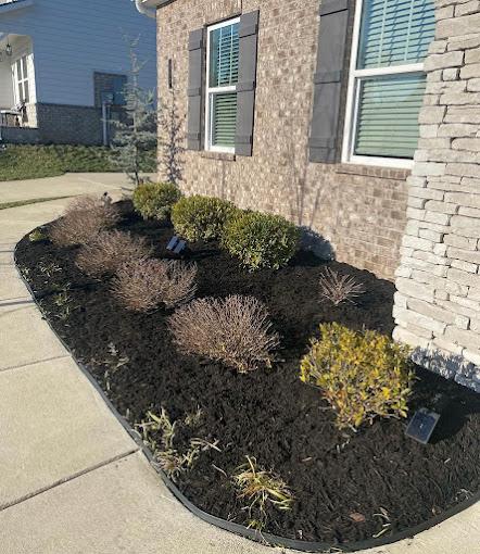 Fresh mulch bed with clean edging and young foundation shrub